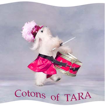 Coton de Tulear of Tara